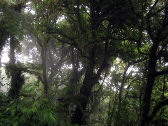 Dense green cloud forest vegetation in the Monteverde reserve in Costa Rica