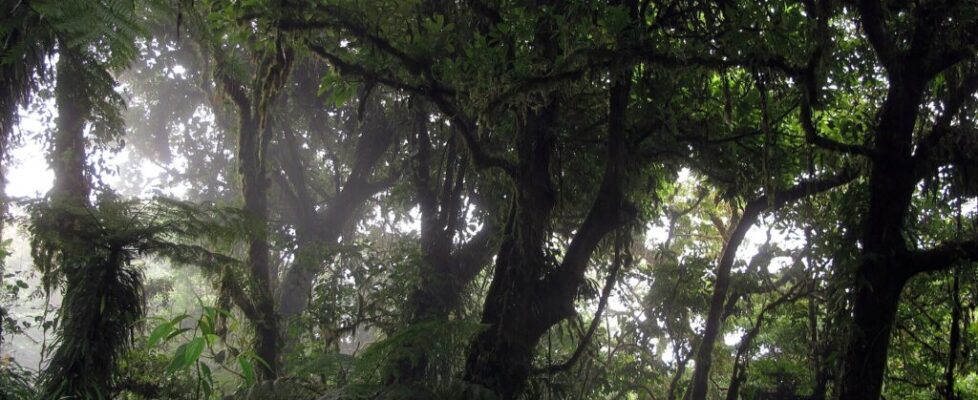 Dense green cloud forest vegetation in the Monteverde reserve in Costa Rica
