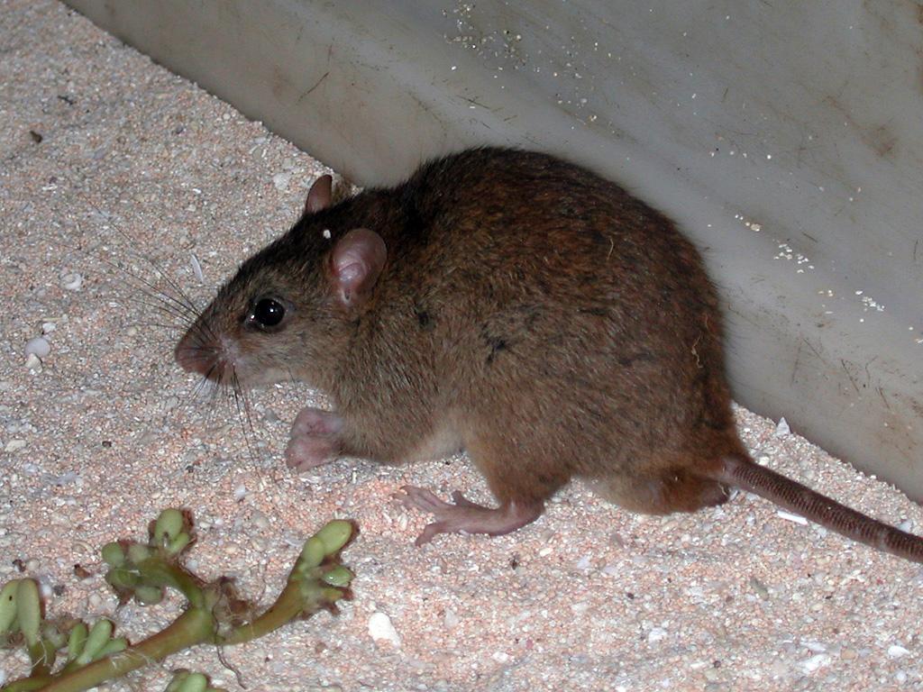 A Bramble Cay melomys, a small brown rodent with a long tail