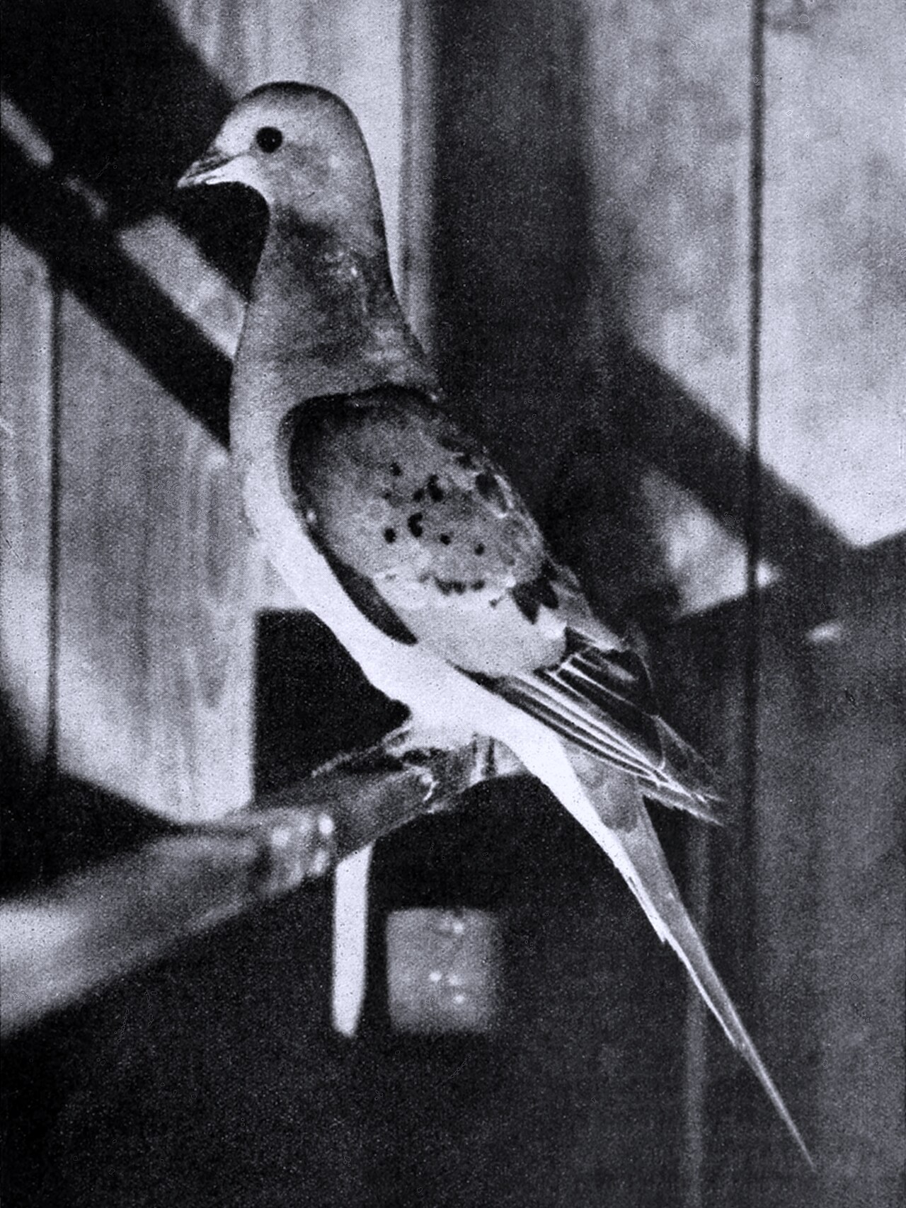 A passenger pigeon with a slate-blue head, long tail and reddish breast
