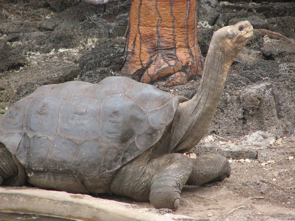 Lonesome George, a large Galápagos giant tortoise with a long neck and saddle-shaped shell