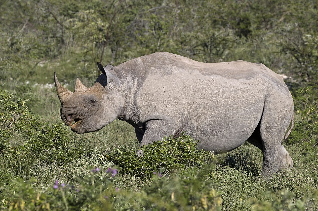 A black rhinoceros with two horns and a pointed upper lip standing outdoors