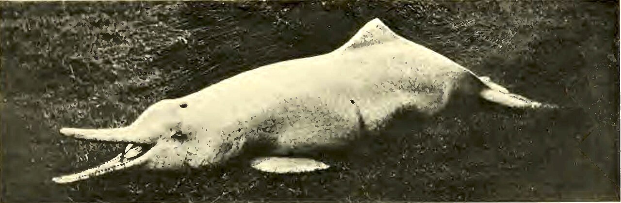 A pale gray baiji river dolphin with a long, narrow beak