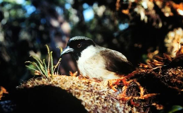 A small brown poʻouli bird with a black face mask perched on a branch