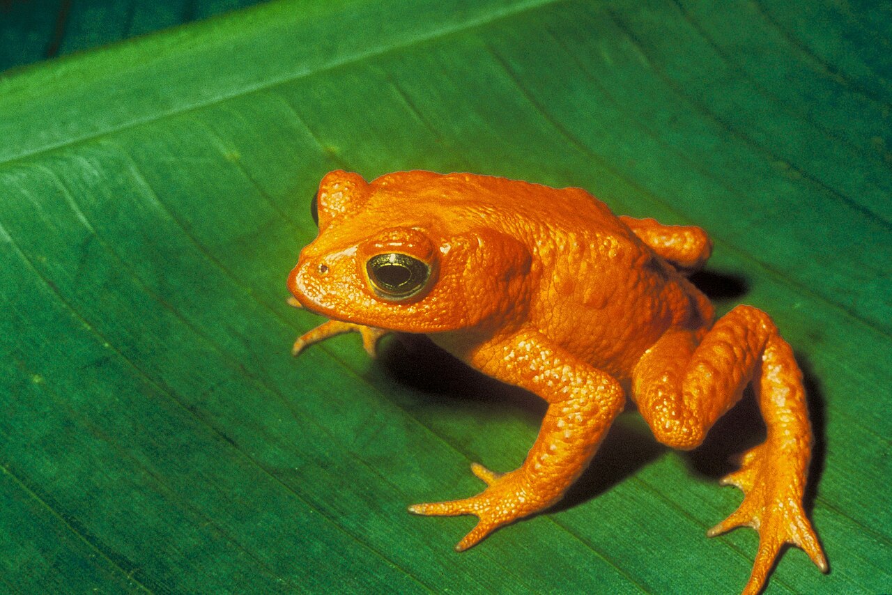 A brilliant orange male golden toad sitting on damp ground in the forest
