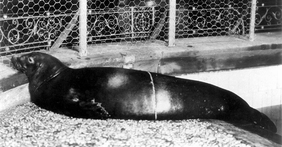 A historical photograph of Caribbean monk seals resting together in captivity