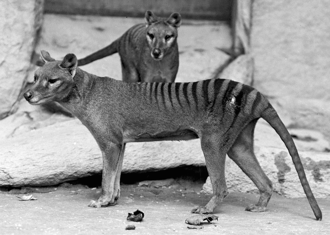 A thylacine, a dog-like marsupial with dark stripes across its lower back