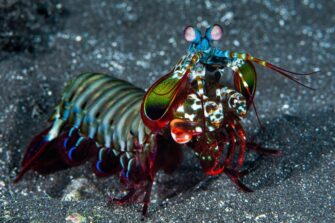 A brightly colored peacock mantis shrimp with green, red and blue markings