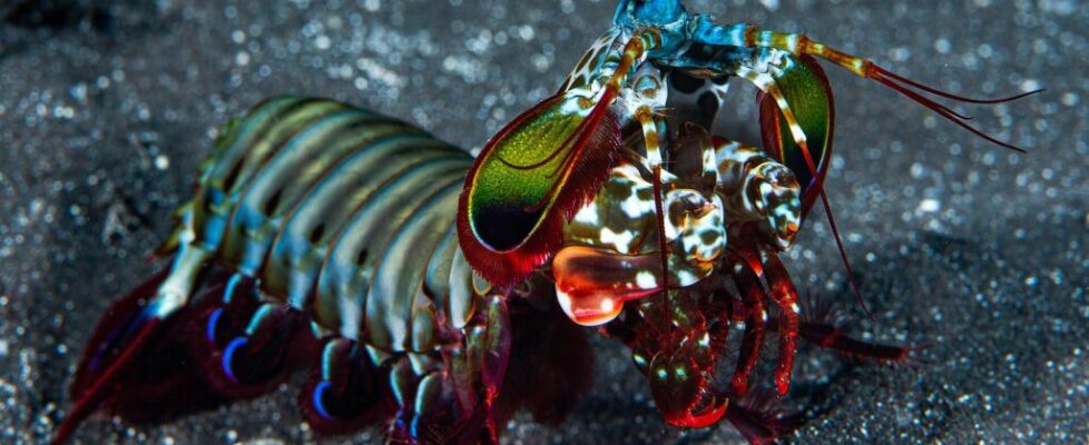A brightly colored peacock mantis shrimp with green, red and blue markings