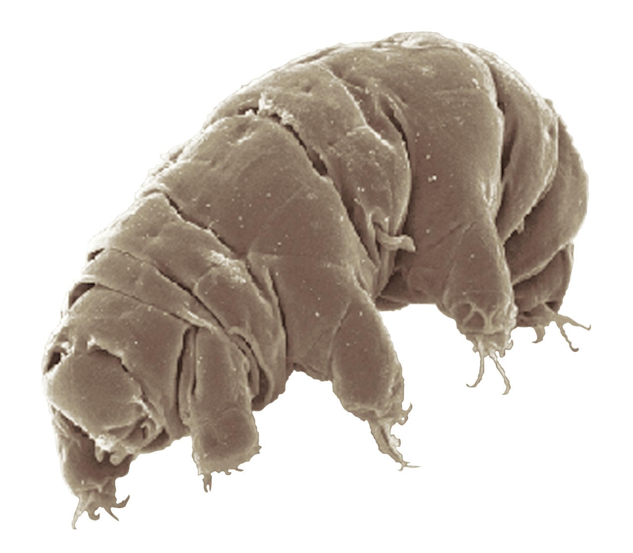 A microscope image of a tardigrade, a plump eight-legged microscopic animal