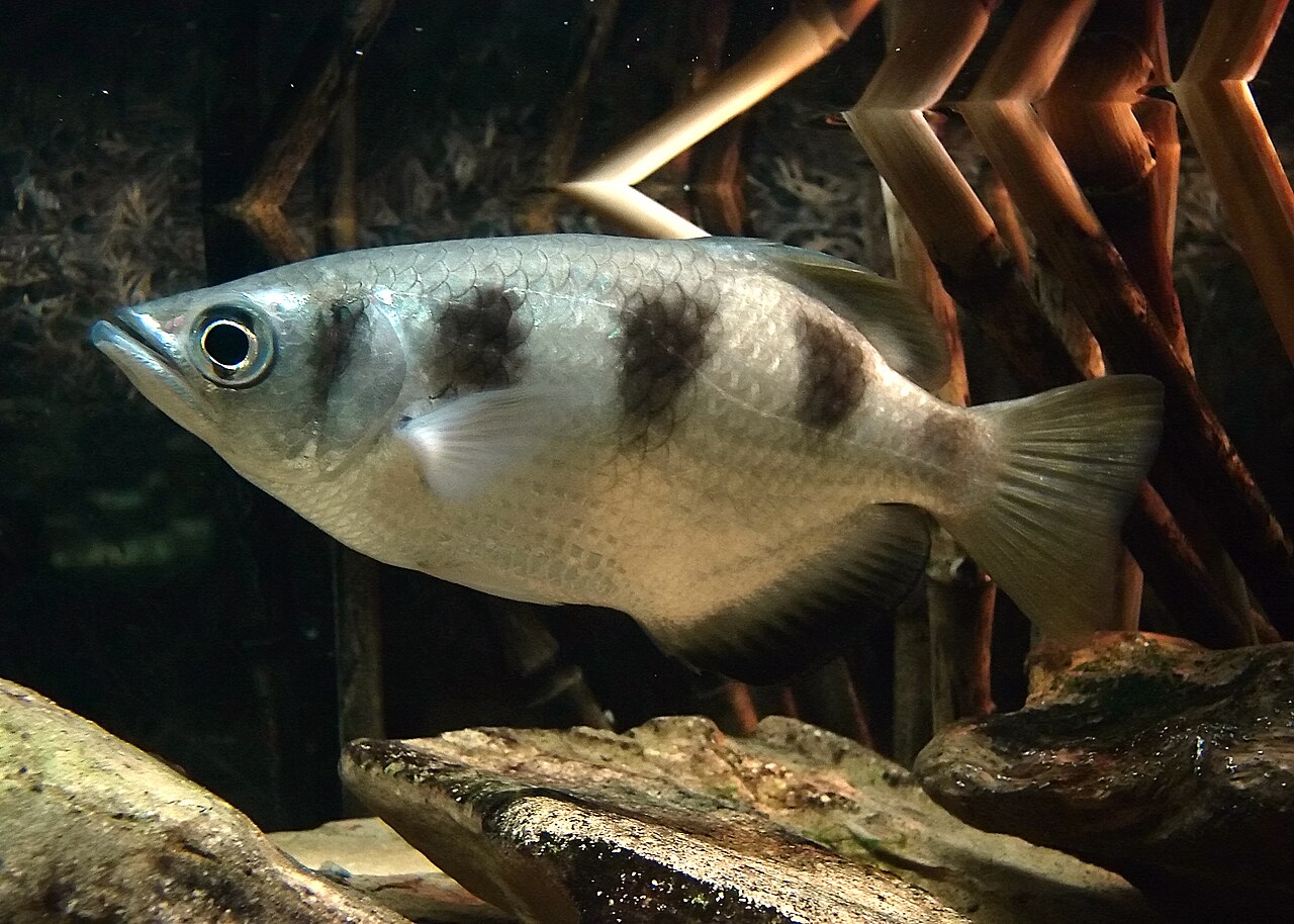 A silver archerfish with dark vertical bands swimming near the water’s surface