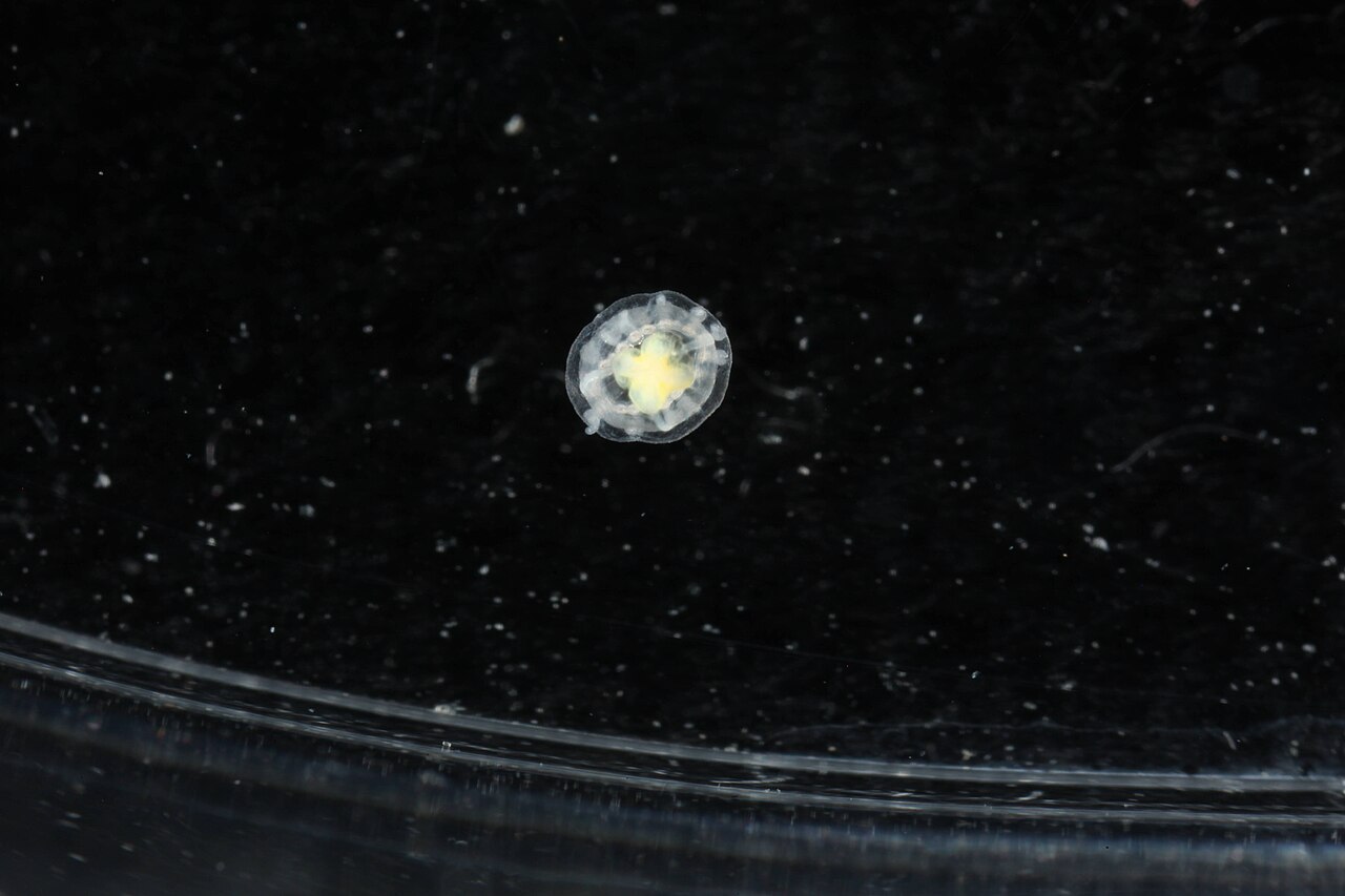 A tiny transparent immortal jellyfish with a red-orange center and fine tentacles