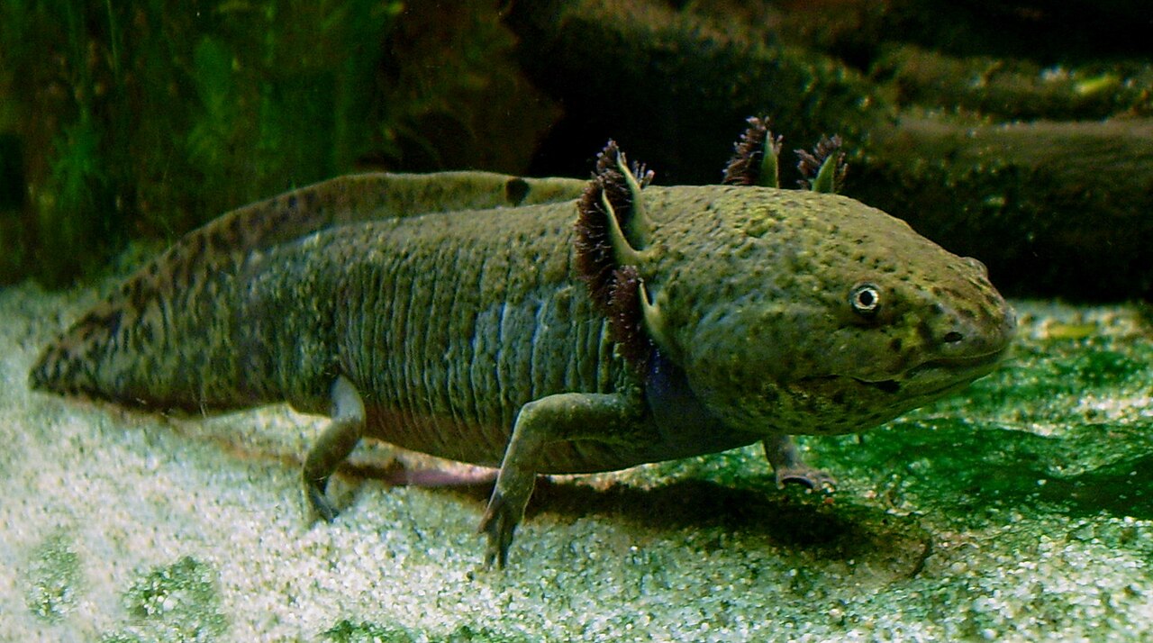 An axolotl with feathery external gills on each side of its head