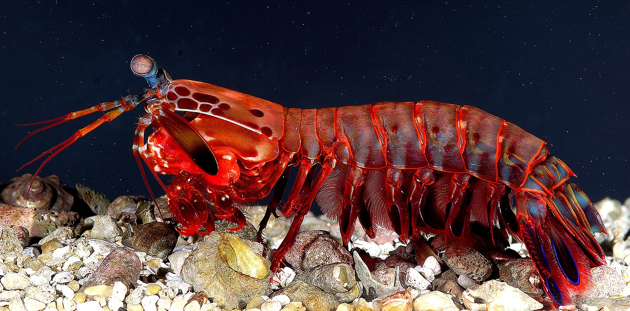 A colorful mantis shrimp on the seafloor with large stalked eyes