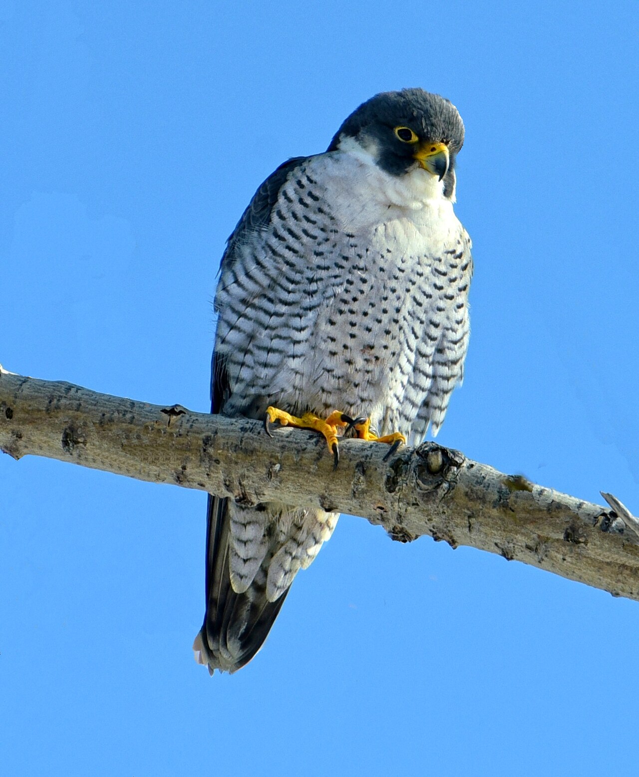 A peregrine falcon with slate-gray back, barred chest and dark facial markings