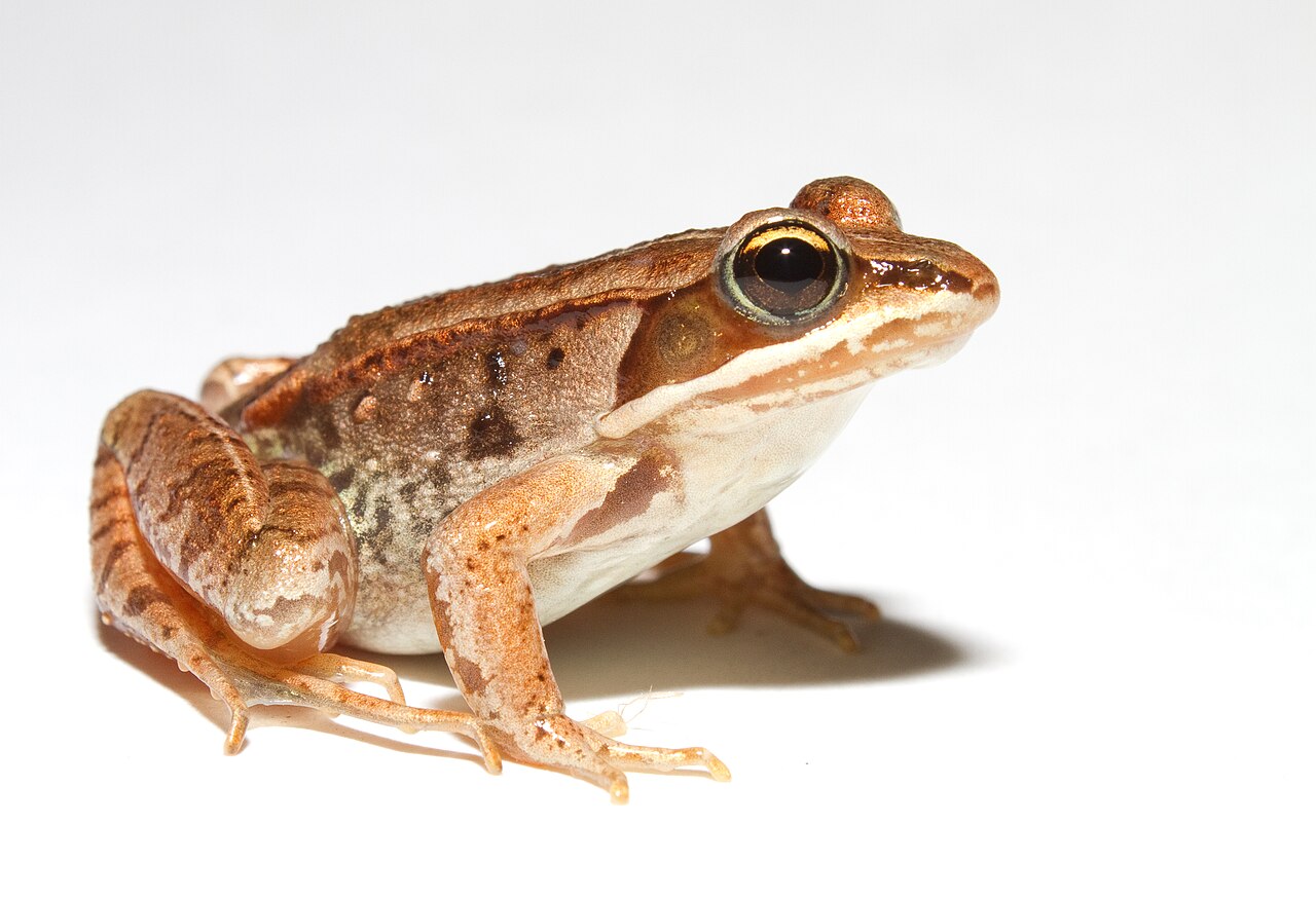 A brown wood frog with a dark mask-like stripe across its eyes