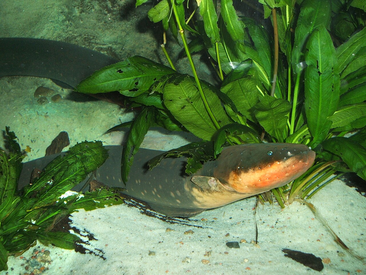 A long, dark gray-brown electric eel with a flattened head swimming underwater