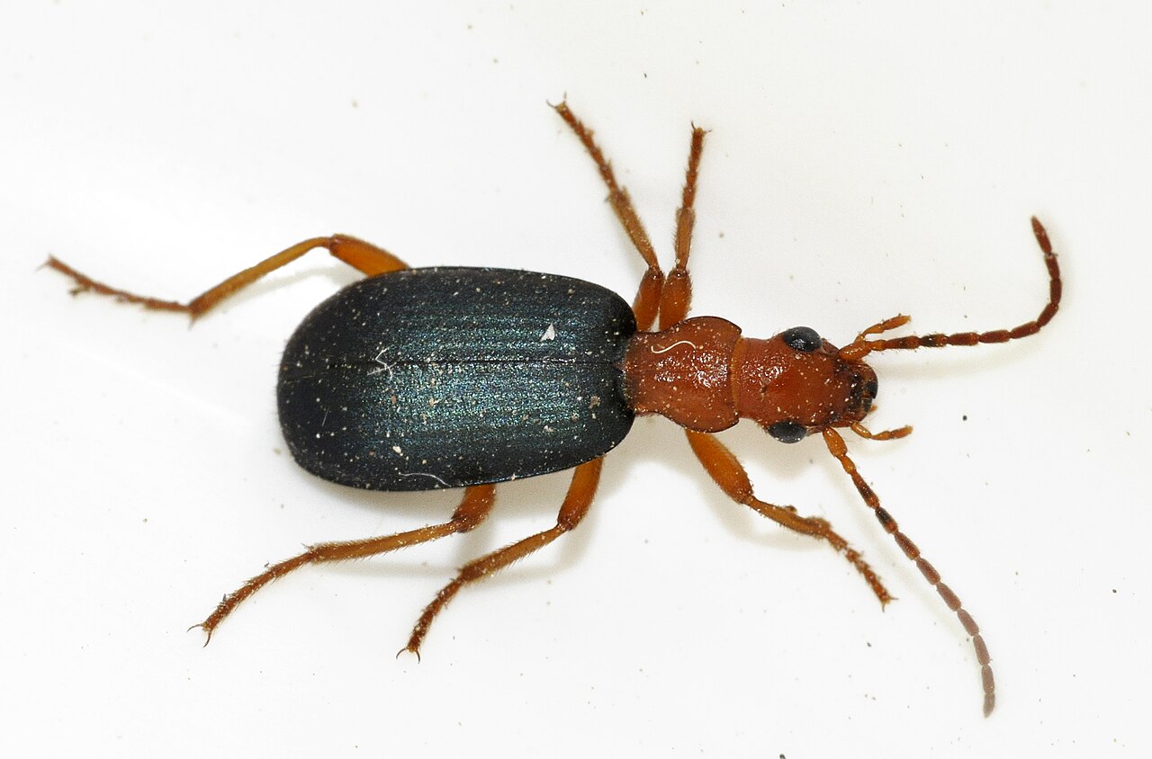A bombardier beetle with an orange head and dark wing covers on the ground