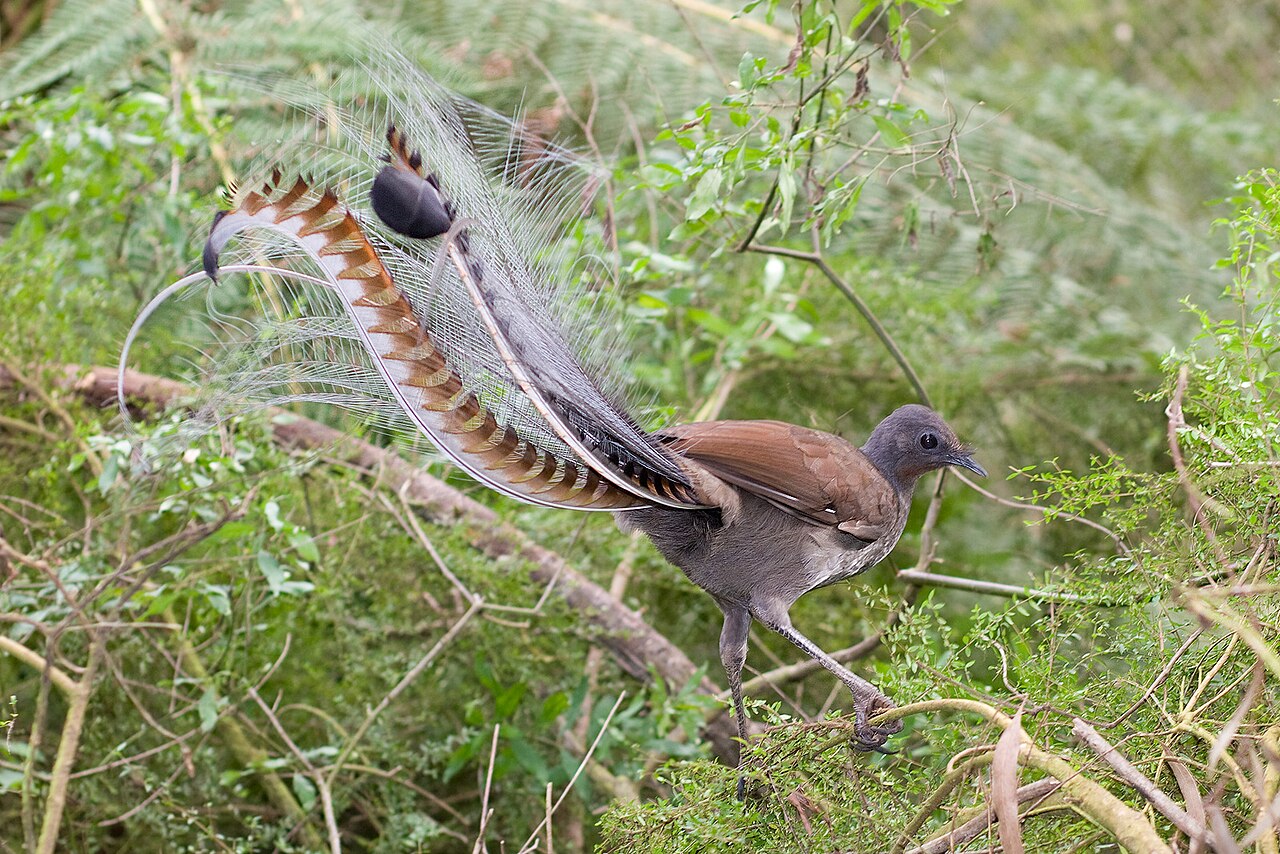 A superb lyrebird on the forest floor with its long, lacy tail feathers