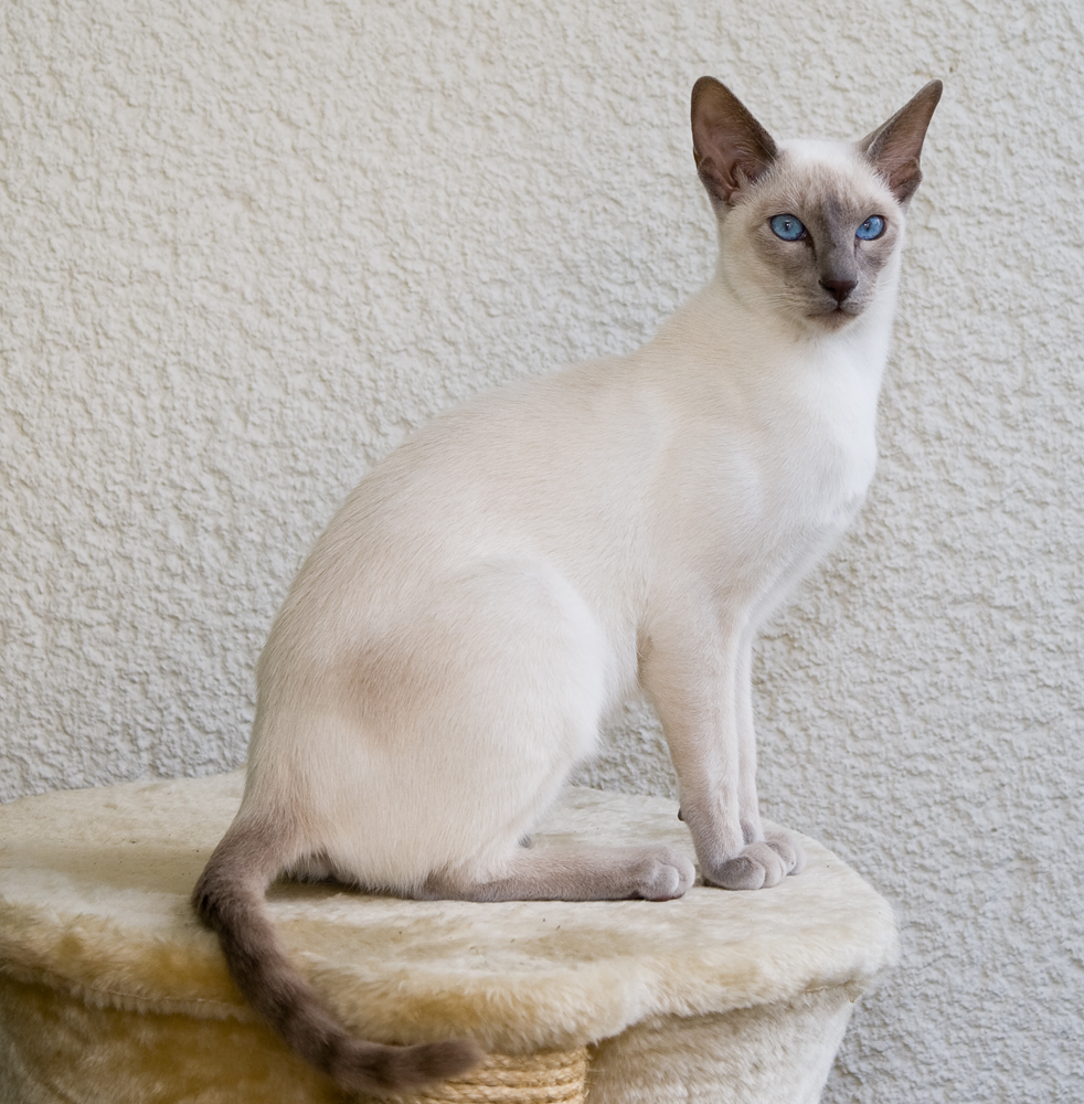 A domestic cat, the kind of animal the CIA once tried to train as a spy