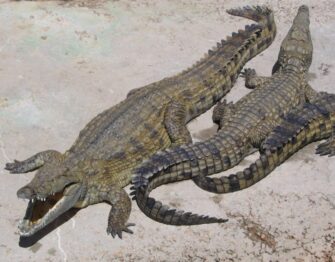 A large Nile crocodile photographed in its natural African river habitat