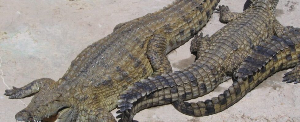 A large Nile crocodile photographed in its natural African river habitat