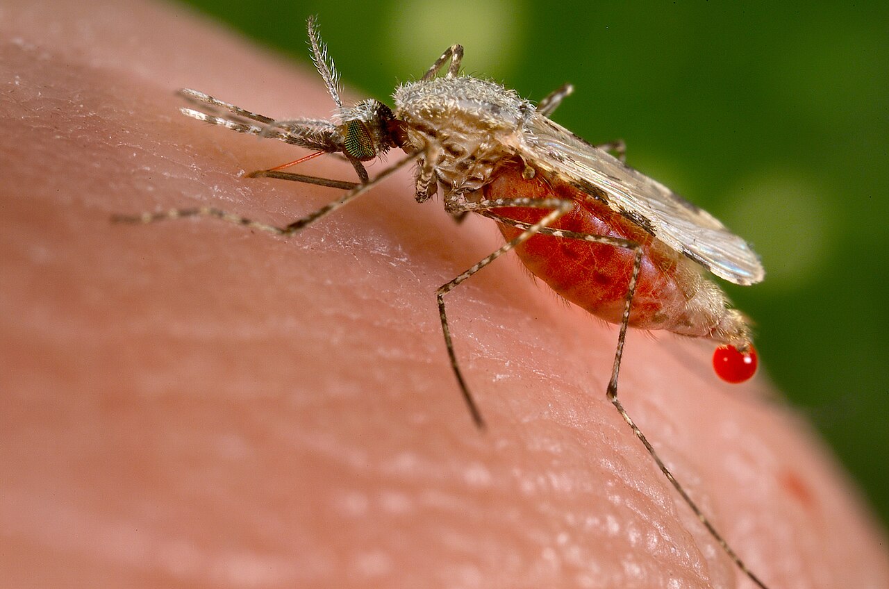 An Anopheles mosquito, the type that spreads malaria, perched on a surface