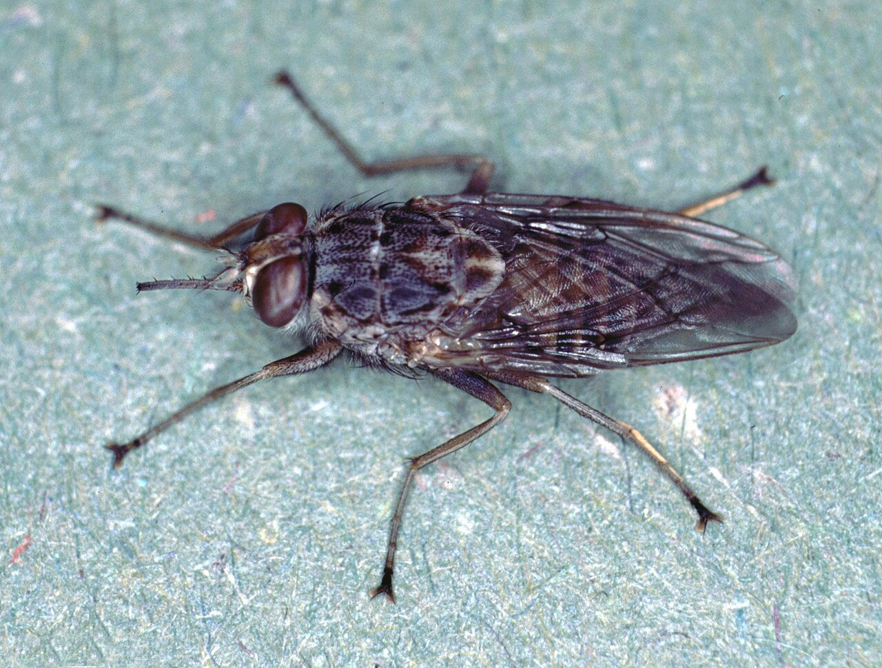 A close-up photograph of a tsetse fly, a bloodsucking insect from Africa