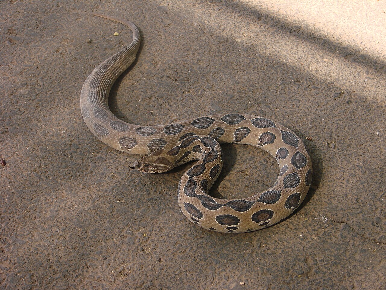 A Russell’s viper with rows of dark brown oval markings along its body