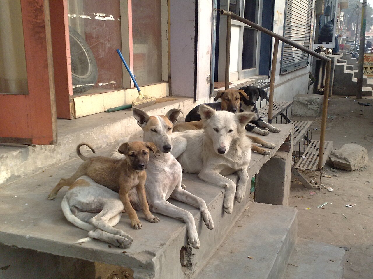 A free-ranging street dog standing outdoors in a town or village