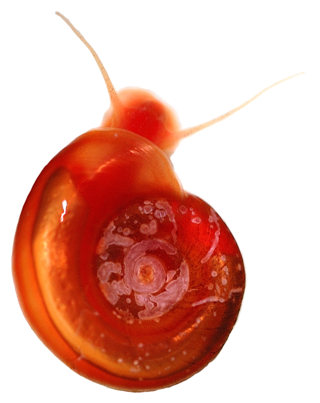 A small Biomphalaria freshwater snail with a flat, coiled shell