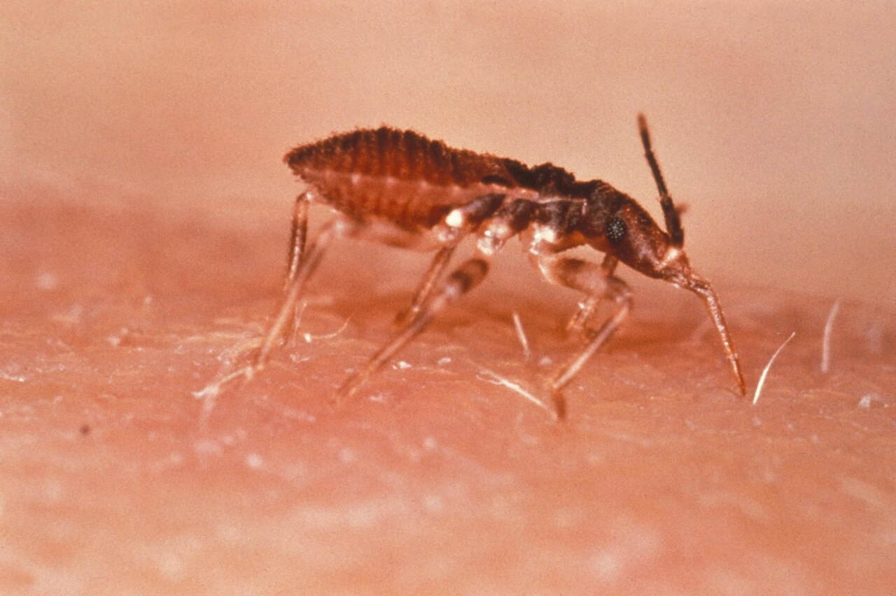 A triatomine kissing bug with a dark body and orange markings on its edges