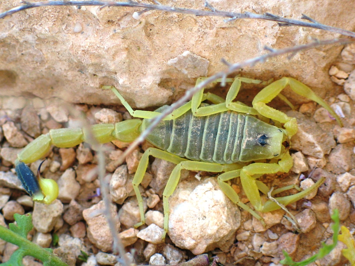A pale yellow deathstalker scorpion with its curved tail and stinger raised