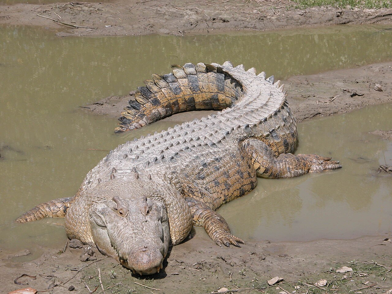 A saltwater crocodile, the largest living reptile, resting in or near water