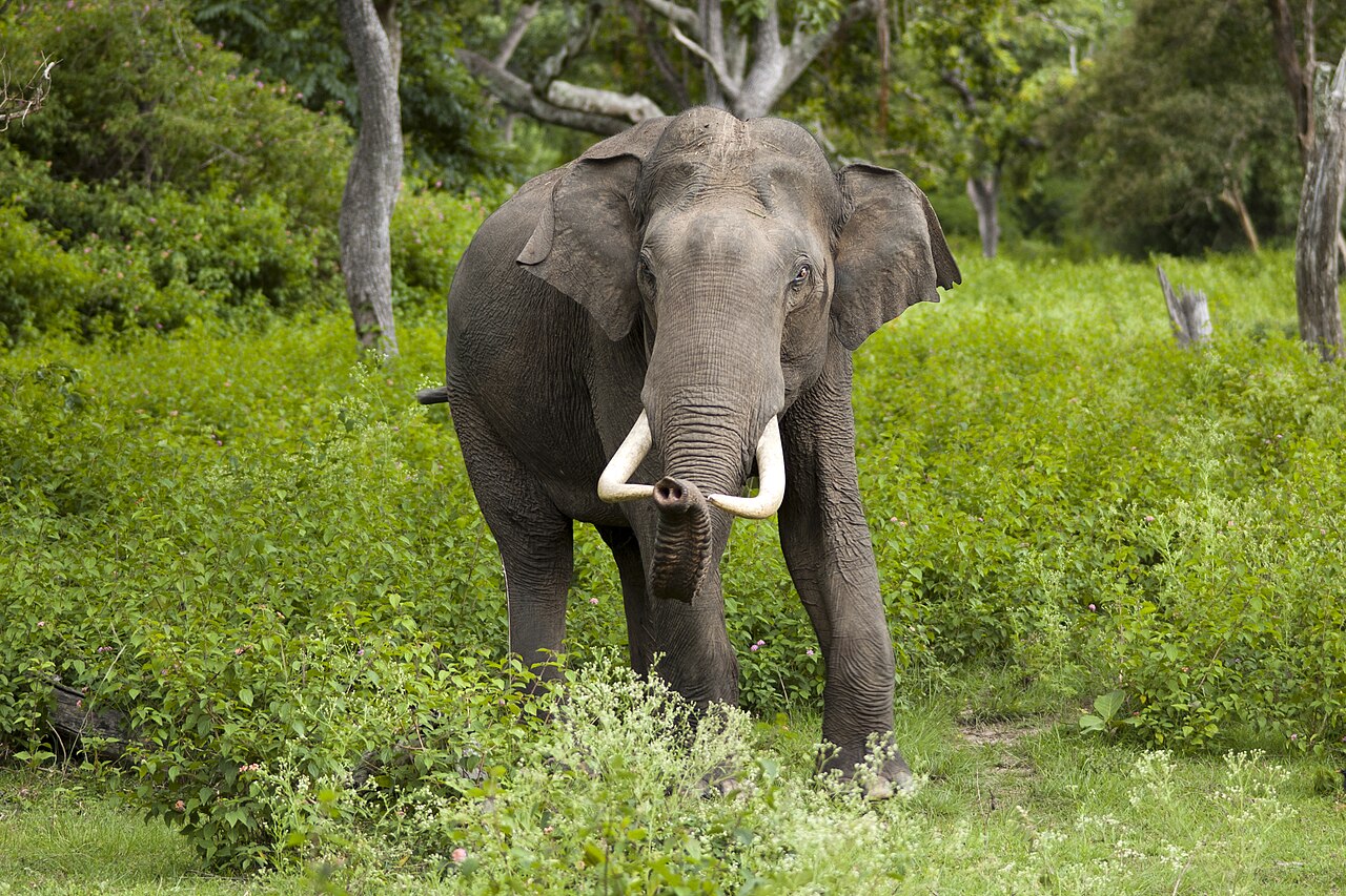 A wild Asian elephant with large ears and a long trunk standing outdoors