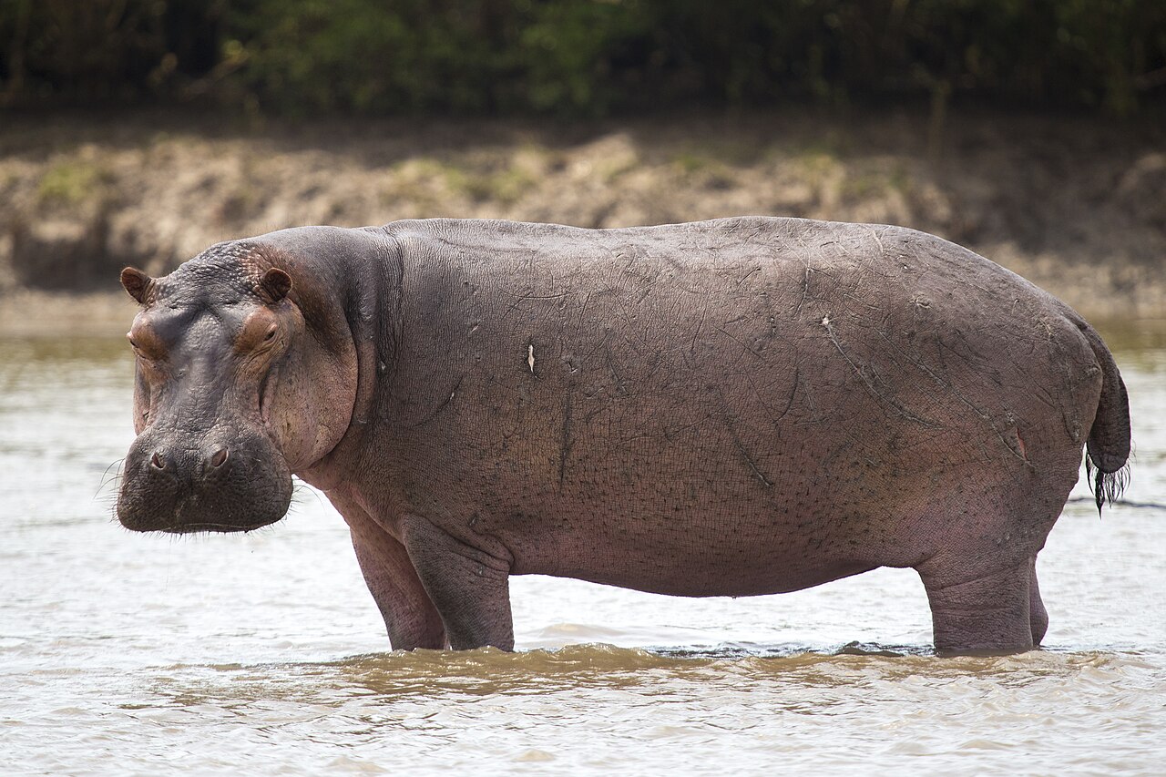 A common hippopotamus in or beside the water in its African habitat