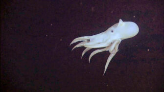 A pale, ghostly dumbo octopus gliding through the pitch-black deep sea