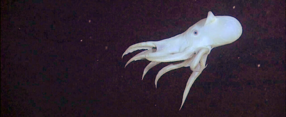 A pale, ghostly dumbo octopus gliding through the pitch-black deep sea