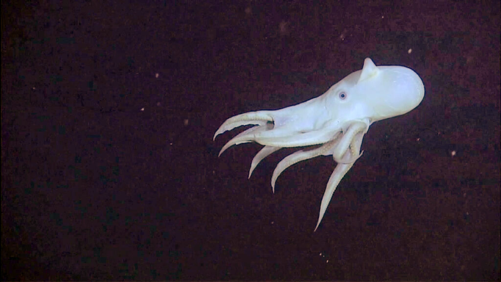10 Deep-Sea Creatures That Look Like Aliens