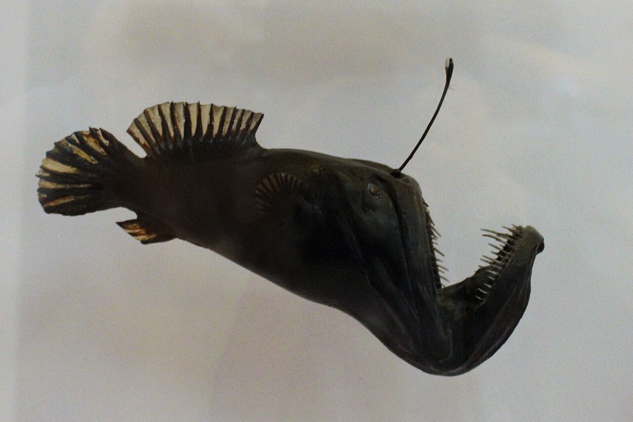 A black humpback anglerfish with a large mouth, sharp teeth and a fleshy lure