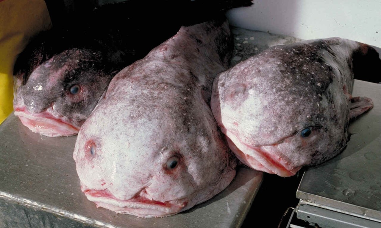 Two gelatinous blobfish lying on a ship deck after being hauled up from the deep sea