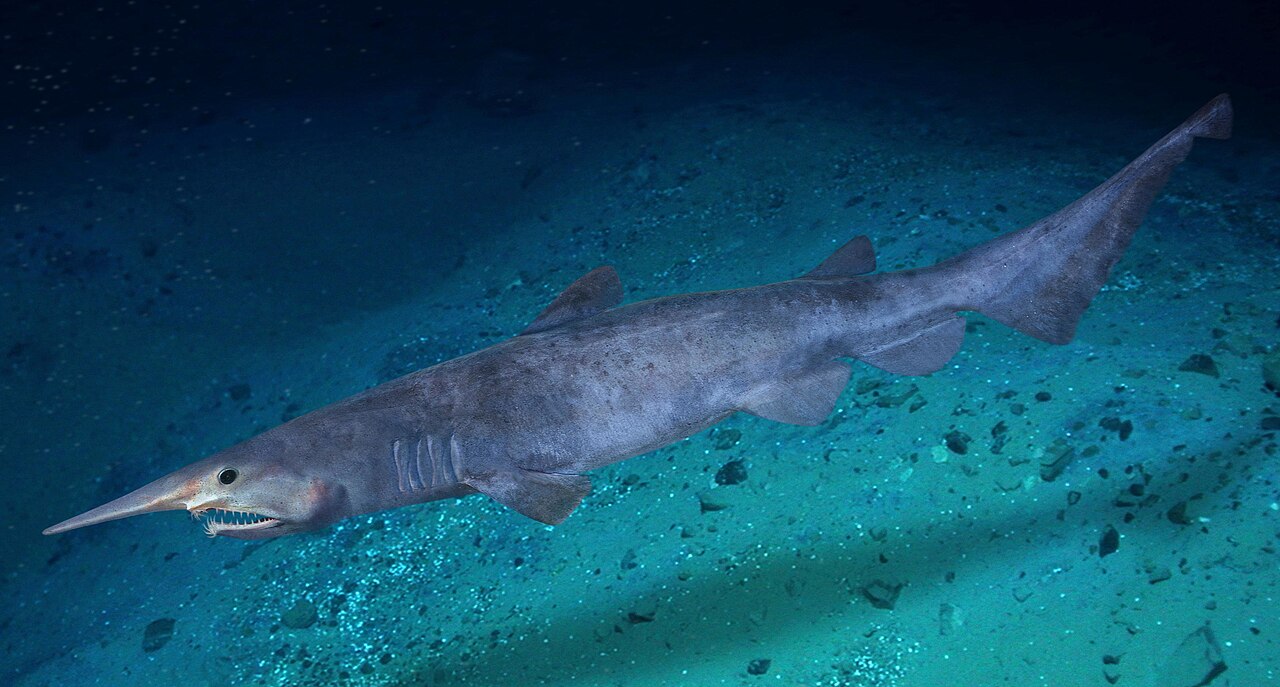 A pinkish goblin shark with a long, flattened, blade-like snout and visible teeth