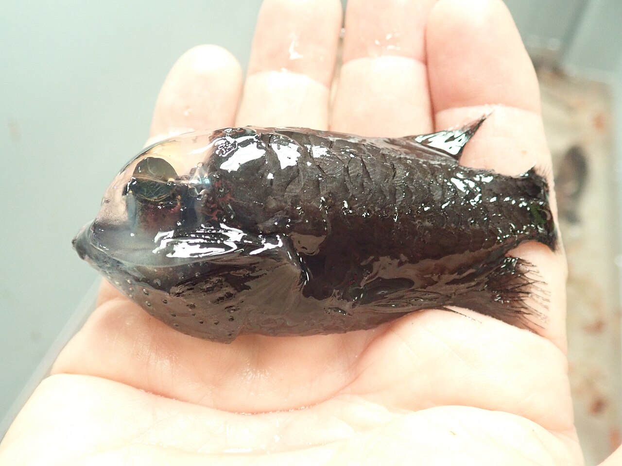 A barreleye fish with a transparent dome-shaped head and green tubular eyes inside