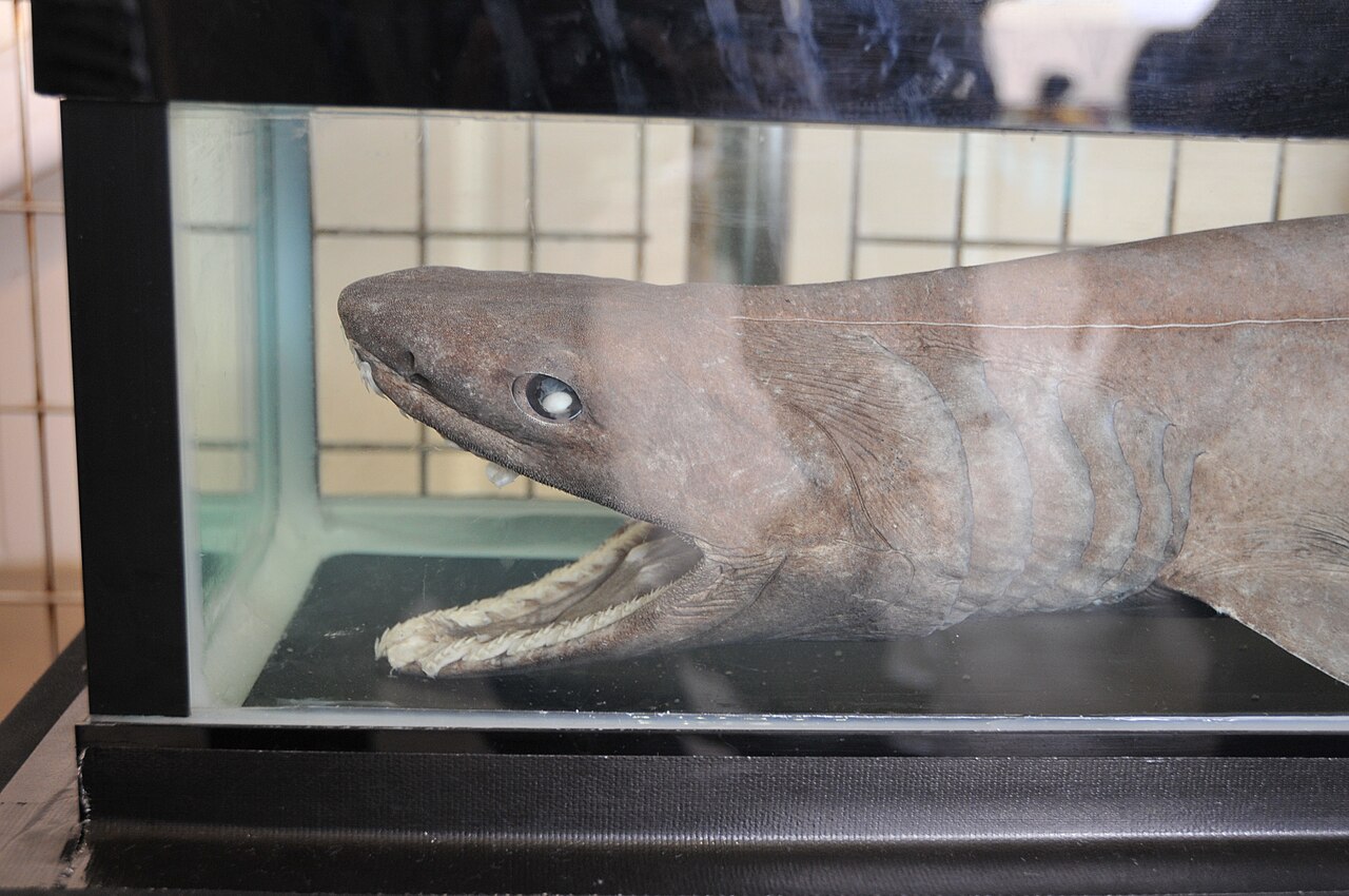 A brown, eel-like frilled shark with frilly gill slits and a wide mouth