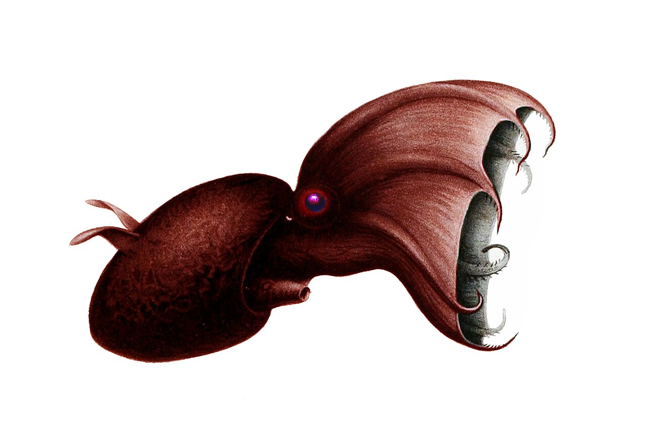 A dark reddish vampire squid with webbed arms, fins and large eyes