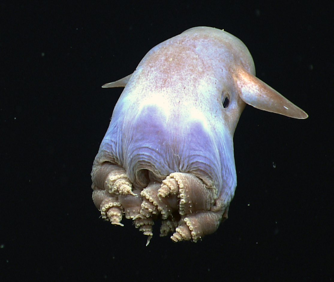A pale dumbo octopus with ear-like fins on its head and webbed arms