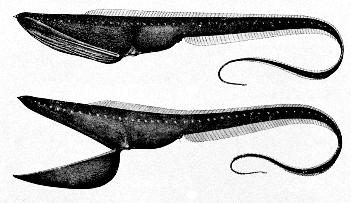 A dark gulper eel with an enormous mouth and a long, thin, whip-like body