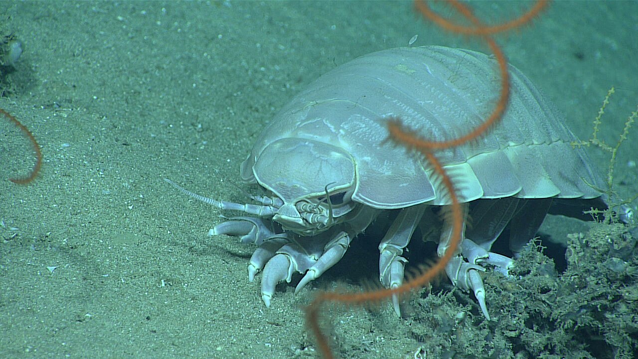 A giant isopod with a segmented, armored body and many jointed legs