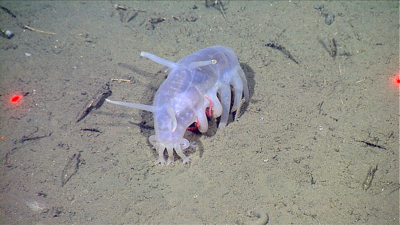 A pink, translucent sea pig sea cucumber with leg-like tube feet on the seafloor