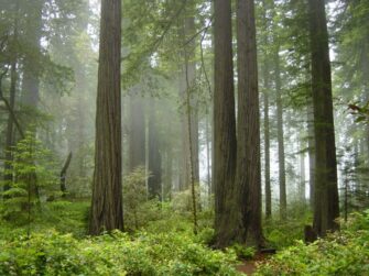 Towering coast redwood trunks rising through a misty old-growth forest in California